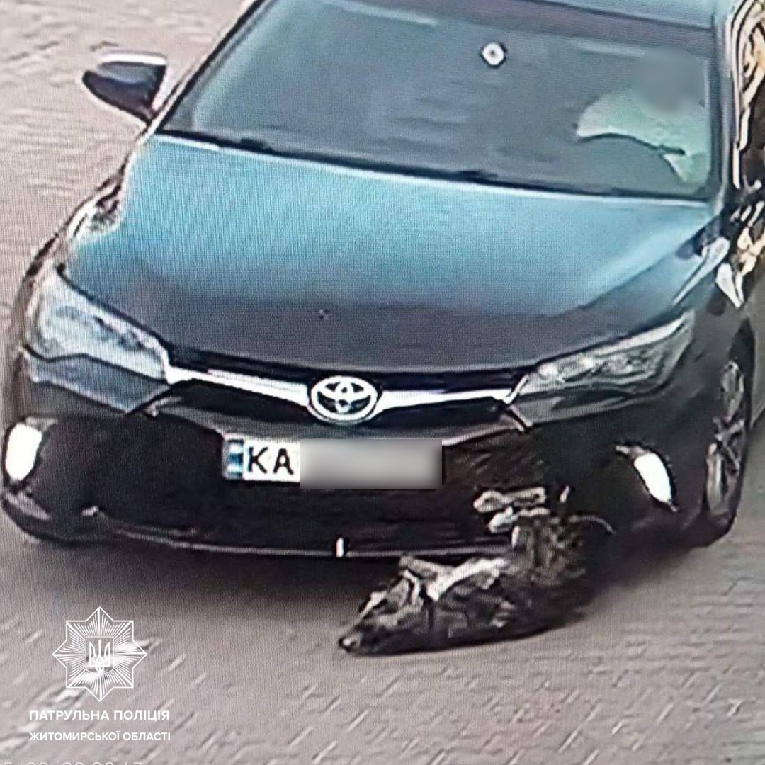 Новини Житомира - фото з Патрульні розшукали водія, який на стоянці біля ТРЦ наїхав на собаку та залишив її помирати