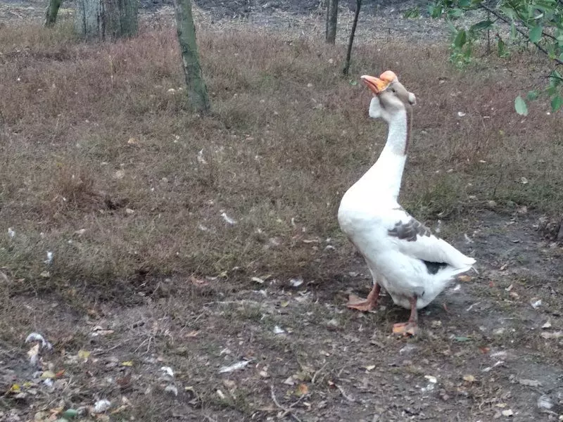 Новини Козятина - фото з 37-річний гусак ледве ходить, пережив дві гуски і має нову породисту «наречену»