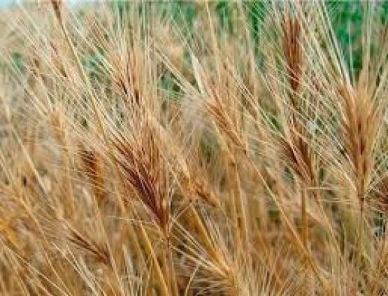 Новини Вінниці - фото з У Вінниці — лише два офіційні місця для вигулу собак. Решта гуляють в хащах, парках і біля доріг