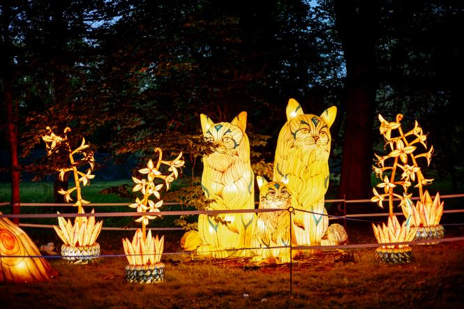 Новини Тернополя - фото з Світлова казка під відкритим небом: в Тернополі відкривають чарівний Парк ліхтарів (новини компаній)