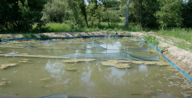Новини Вінниці - фото з Колишній десантник у Могилівці створив ферму з австралійськими раками та креветками