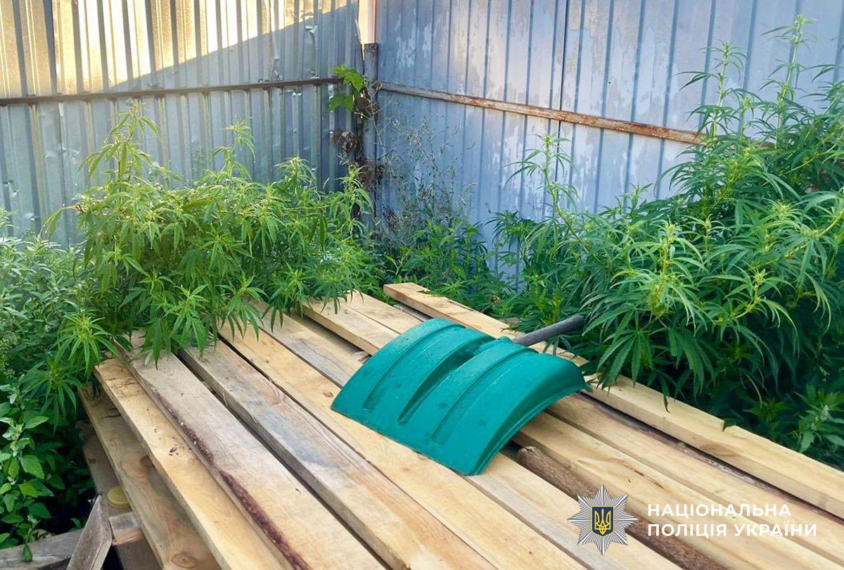 Новини Житомира - фото з Поліцейські виявили посіви конопель у двох жителів Звягельщини