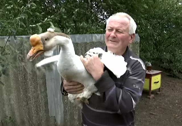 Новини Козятина - фото з 37-річний гусак ледве ходить, пережив дві гуски і має нову породисту «наречену»