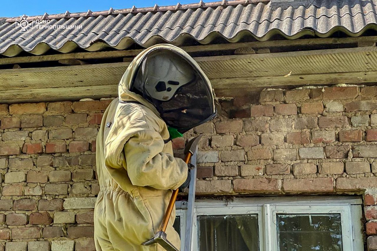 Новини Тернополя - фото з Із каплички на Острозького вилучили гніздо шершнів