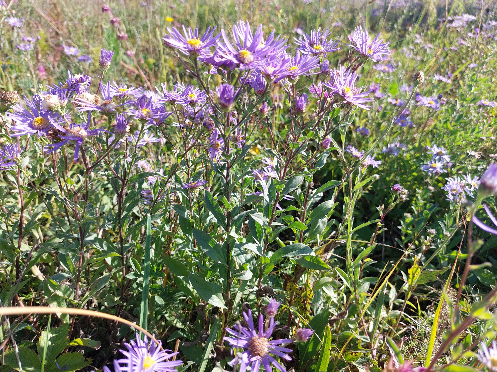 Новини Тернополя - фото з На схилах Медоборів квітує рідкісна рослина Тернопільщини