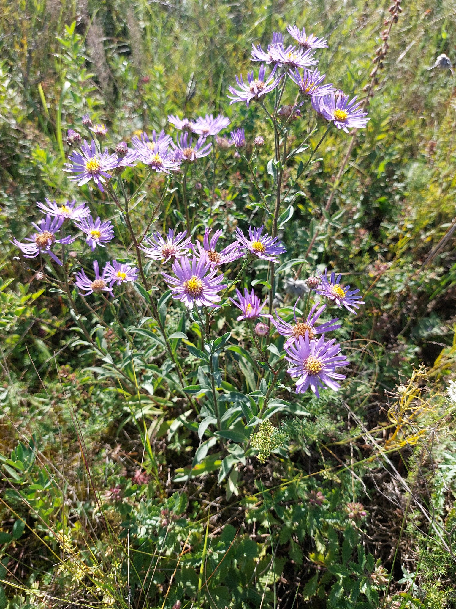 Новини Тернополя - фото з На схилах Медоборів квітує рідкісна рослина Тернопільщини