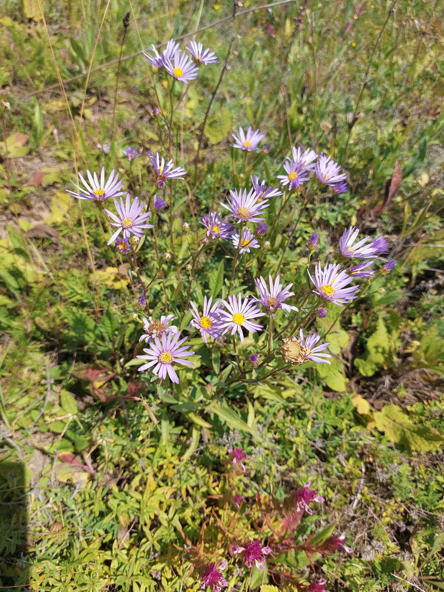 Новини Тернополя - фото з На схилах Медоборів квітує рідкісна рослина Тернопільщини