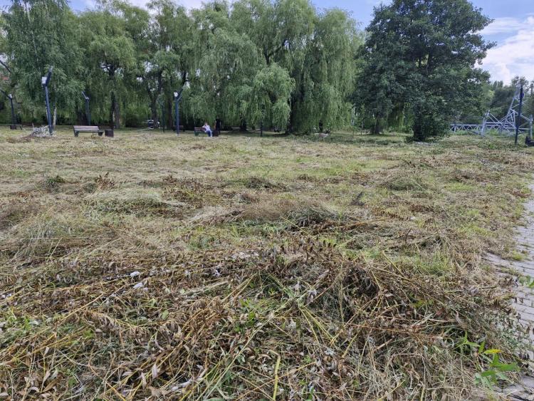Новини Вінниці - фото з Сквер на Гонти заріс бур’янами. Що тут планували і хто за це відповідає?
