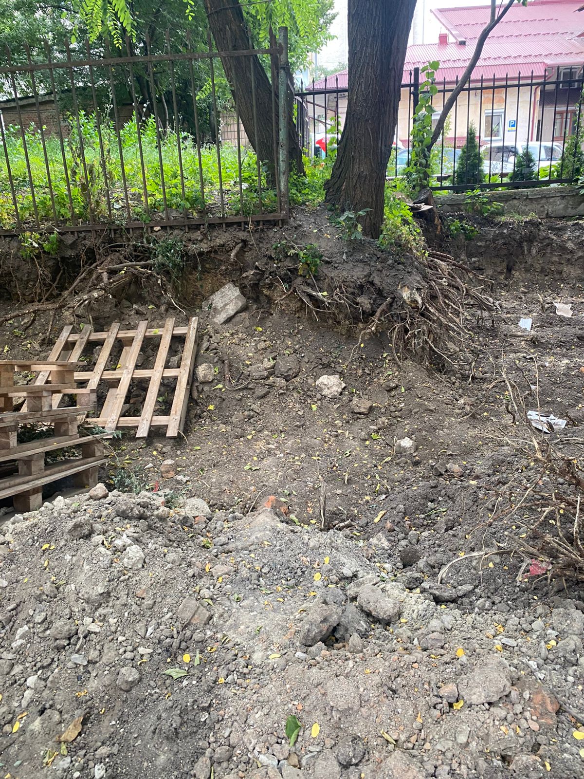 Новини Тернополя - фото з У Тернополі під час земляних робіт пошкодили дерева і газон: екоінспекція наклала штрафи