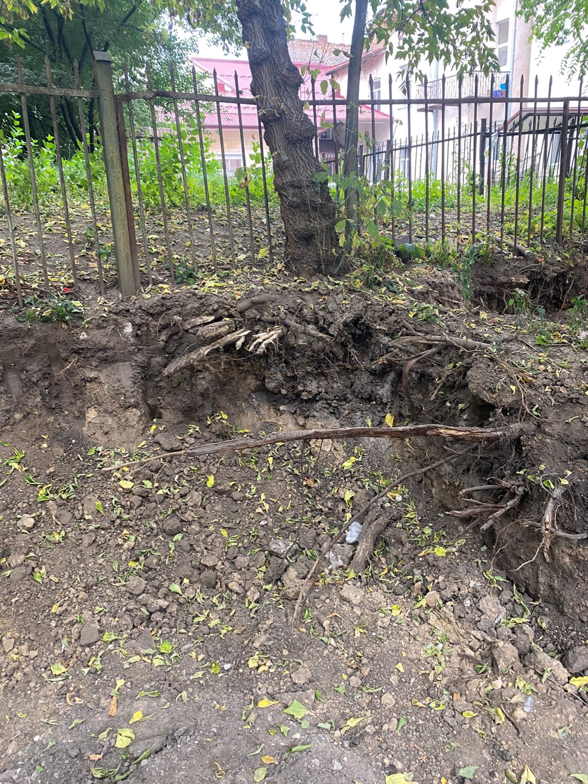 Новини Тернополя - фото з У Тернополі під час земляних робіт пошкодили дерева і газон: екоінспекція наклала штрафи