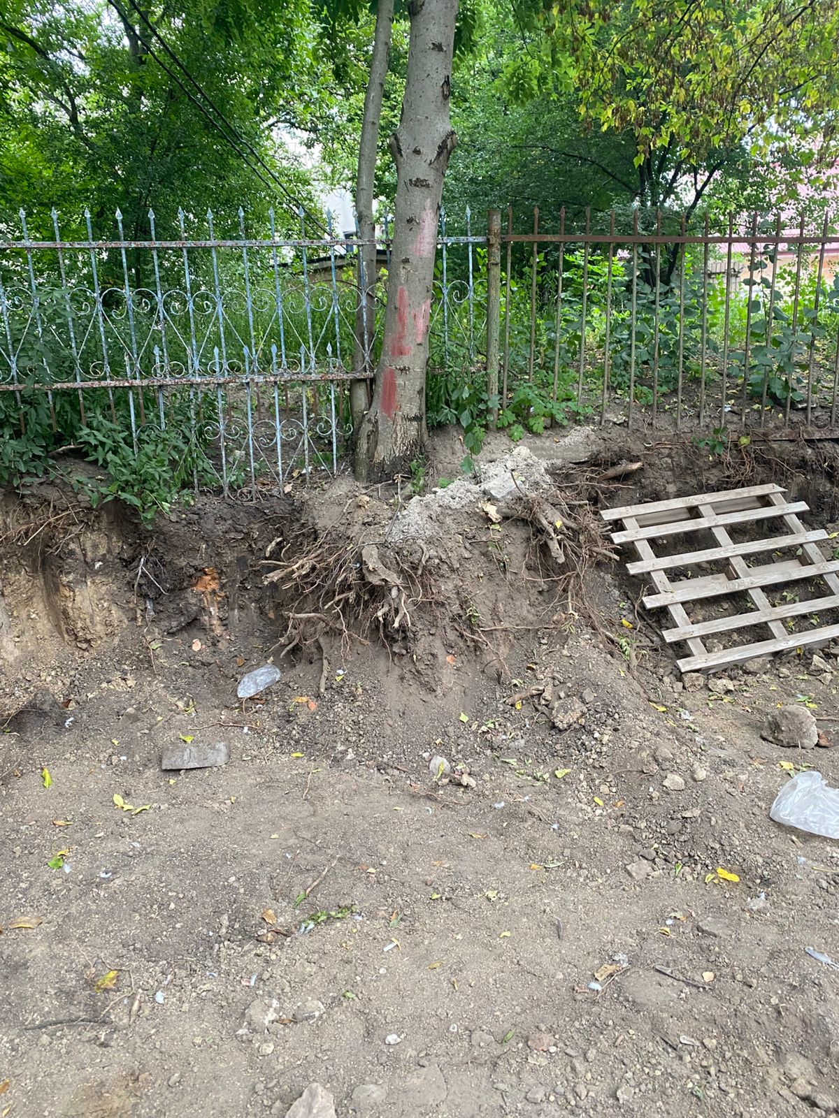 Новини Тернополя - фото з У Тернополі під час земляних робіт пошкодили дерева і газон: екоінспекція наклала штрафи