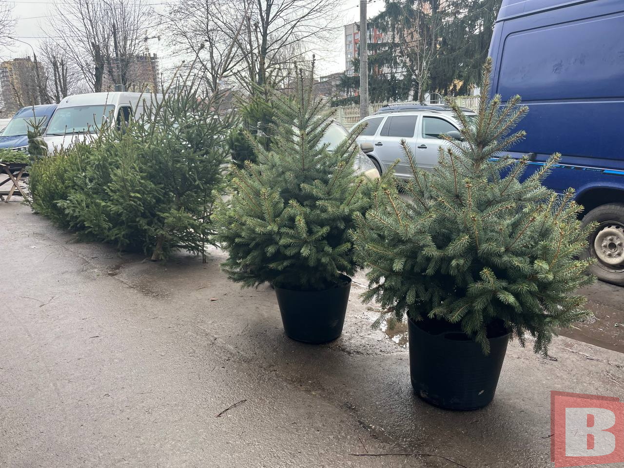 Новини Хмельницького - фото з Платну парковку біля «Либідь Плази» перетворили на ялинковий ярмарок Новорічні ялинки на центральному ринку в Хмельницькому