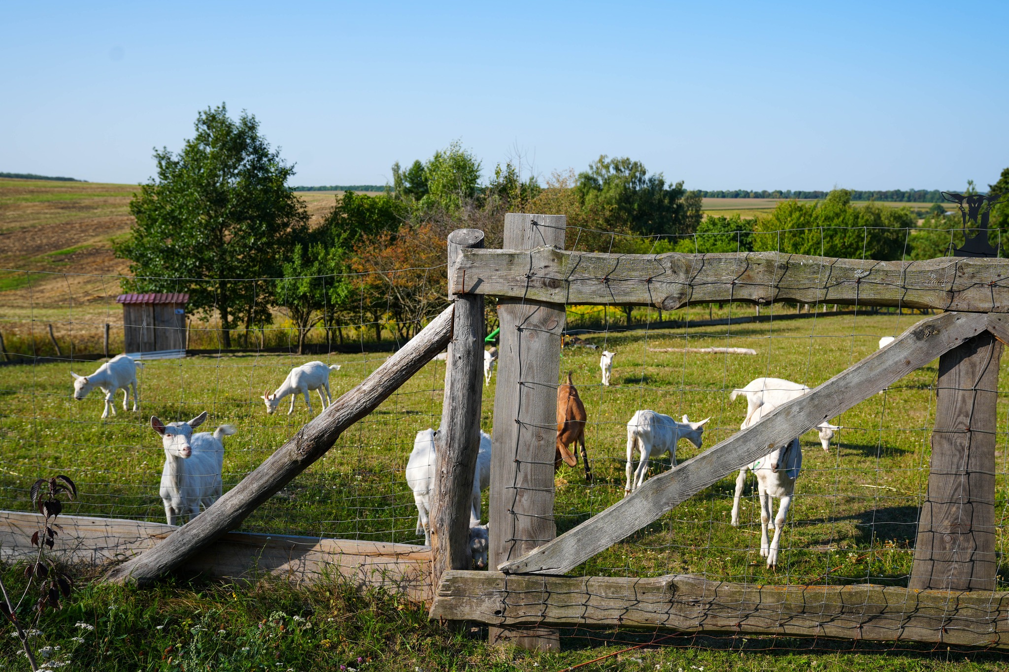 Новини Тернополя - фото з Від 12 кіз до успішної справи: історія екоферми «Веселі козенята» у селі Хомівка