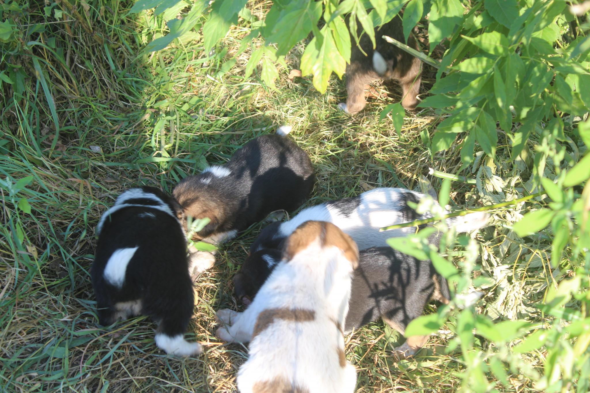 Новини Козятина - фото з Собака безхатченко привела біля зупинки трьох цуценят, задка як вона стала восьмидітною мамою