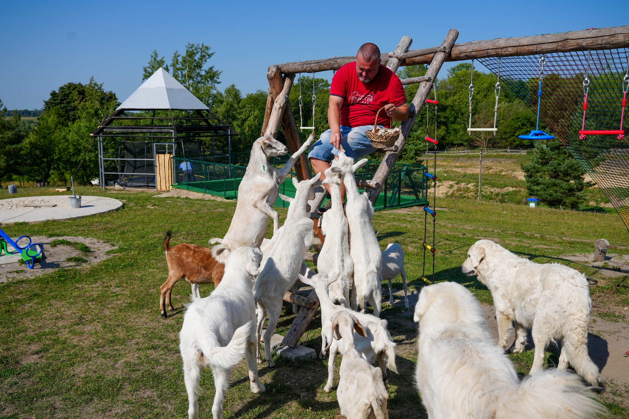 Новини Тернополя - фото з Від 12 кіз до успішної справи: історія екоферми «Веселі козенята» у селі Хомівка
