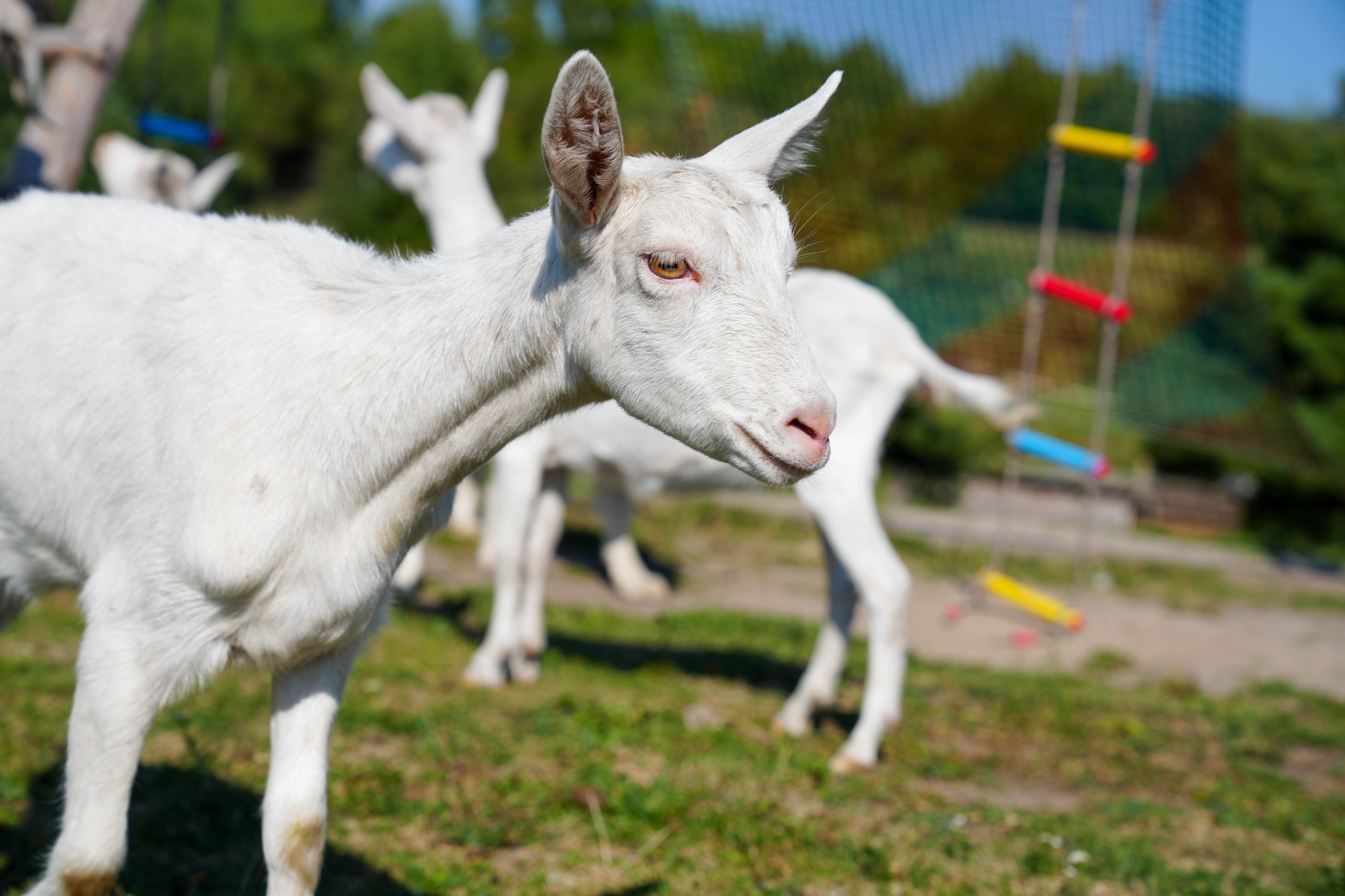 Новини Тернополя - фото з Від 12 кіз до успішної справи: історія екоферми «Веселі козенята» у селі Хомівка