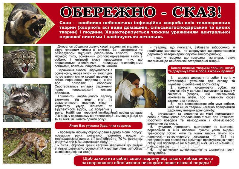 Новини Козятина - фото з У Самгородоцькій громаді домашніх улюбленців щеплюватимуть від сказу
