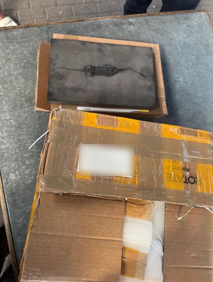 Новини Тернополя - фото з Рептилію, якій близько 200 мільйонів років, намагався перевести через кордон чоловік з Тернопільщини