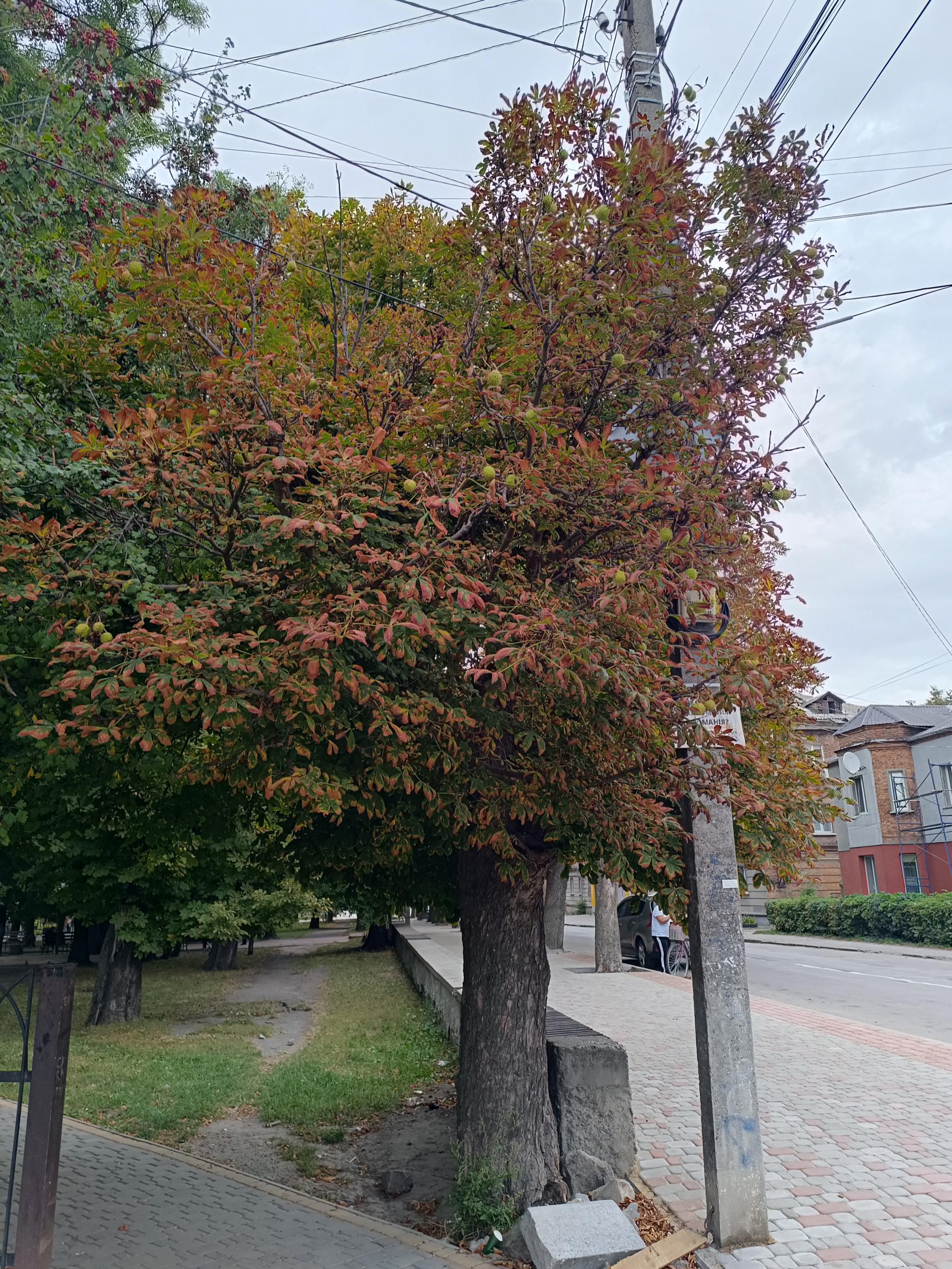 Новини Козятина - фото з Друге літо: у Козятині повторно цвіте каштан та лаванда