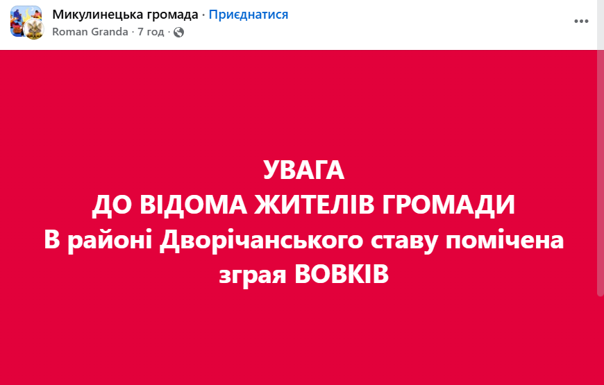 Новини Тернополя - фото з Зграю вовків помітили біля ставка на Тернопільщині. Де в області бачили хижаків