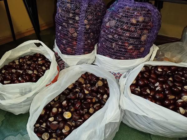 Новини Житомира - фото з Разом збираємо каштани — допомагаємо Збройним Силам України