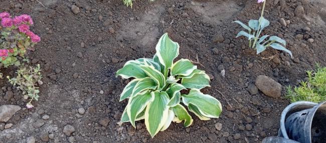 Новини Вінниці - фото з На перехресті Соборної та Артинова завершують благоустрій, висаджують клумби