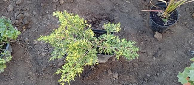 Новини Вінниці - фото з На перехресті Соборної та Артинова завершують благоустрій, висаджують клумби