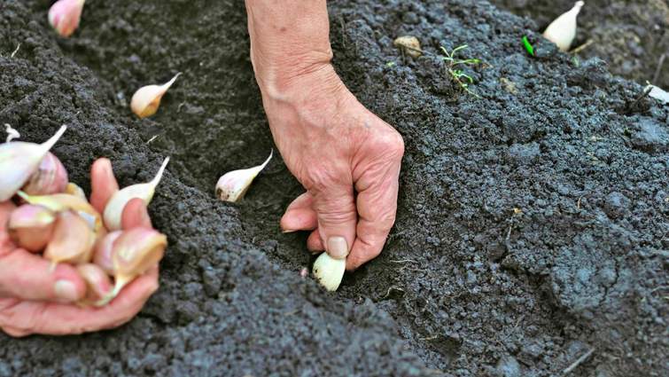 Новини Козятина - фото з Щоб мати великі головки часнику, його треба вчасно і правильно посадити