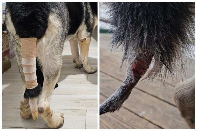 Новини Вінниці - фото з «Причини смерті тварин можуть бути різні», — у Вінницькій лікарні ім. Пирогова прокоментували загибель собак