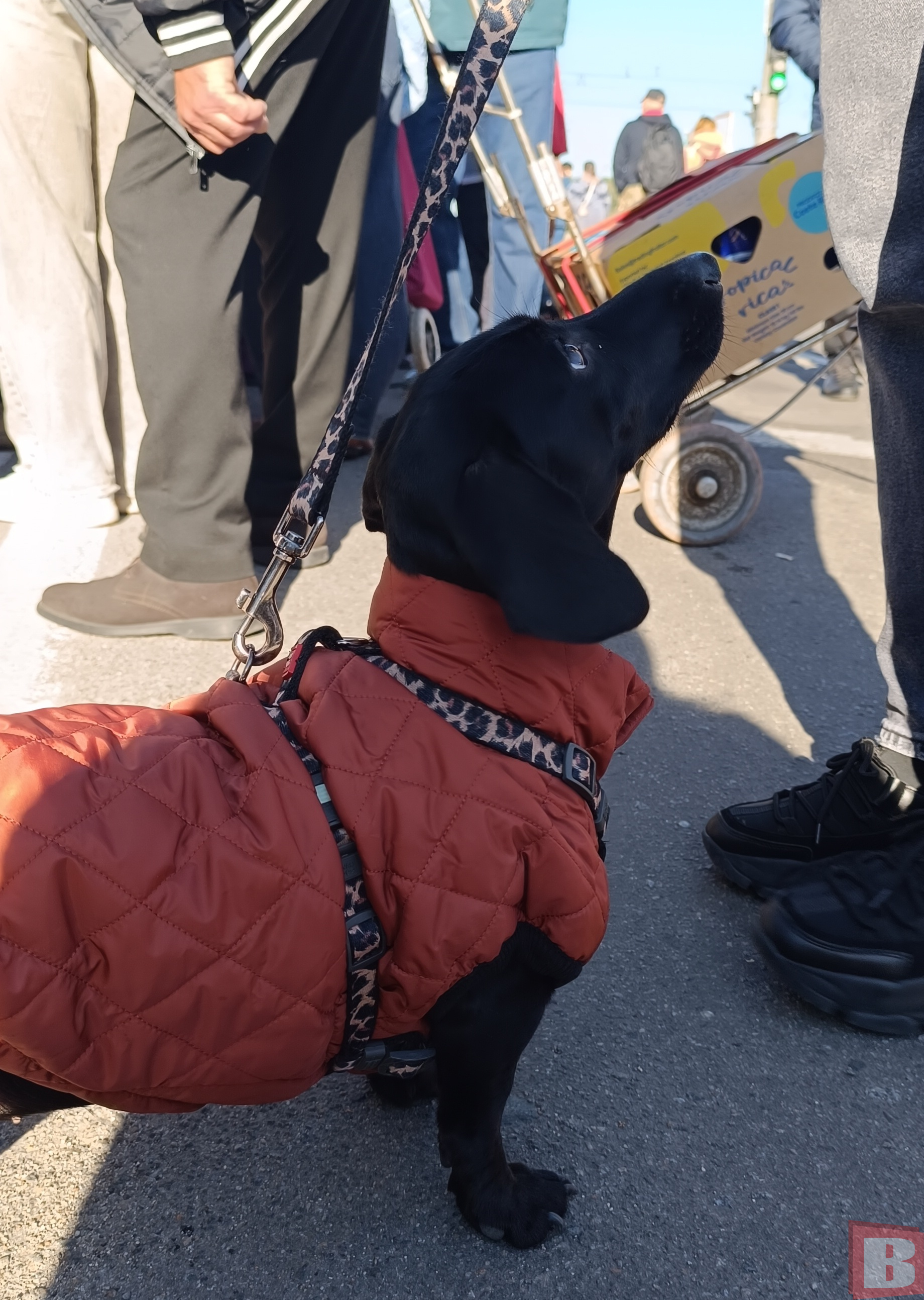 Новини Хмельницького - фото з Ярмарок на Прибузькій: що продають та які ціни (РЕПОРТАЖ)