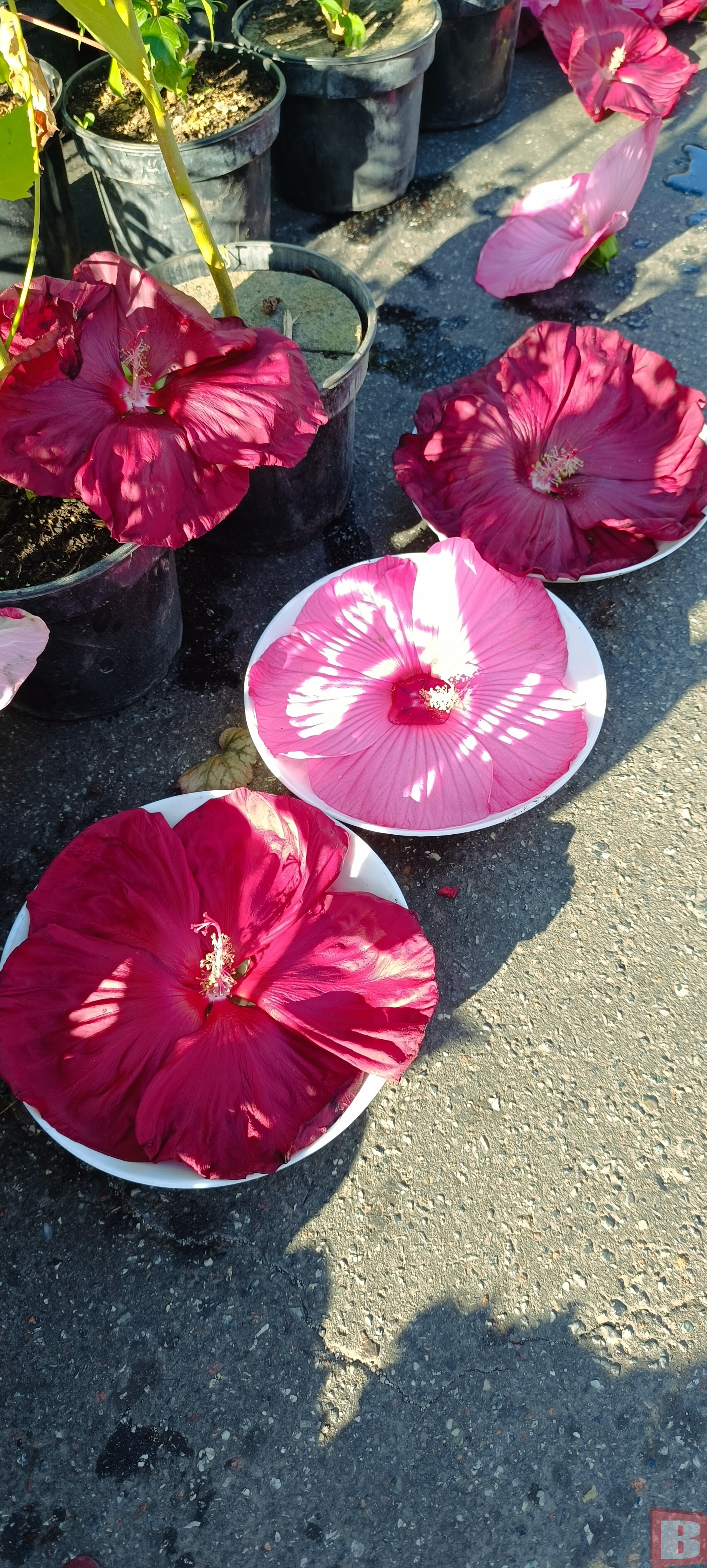 Новини Хмельницького - фото з Ярмарок на Прибузькій: що продають та які ціни (РЕПОРТАЖ)