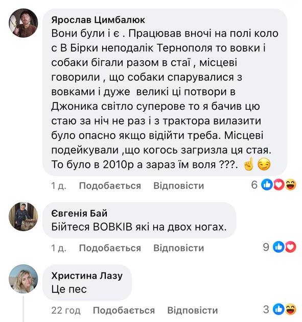 Новини Тернополя - фото з Вовка помітили в полі на Зборівщині: де ще в області бачили хижаків біля людських будинків