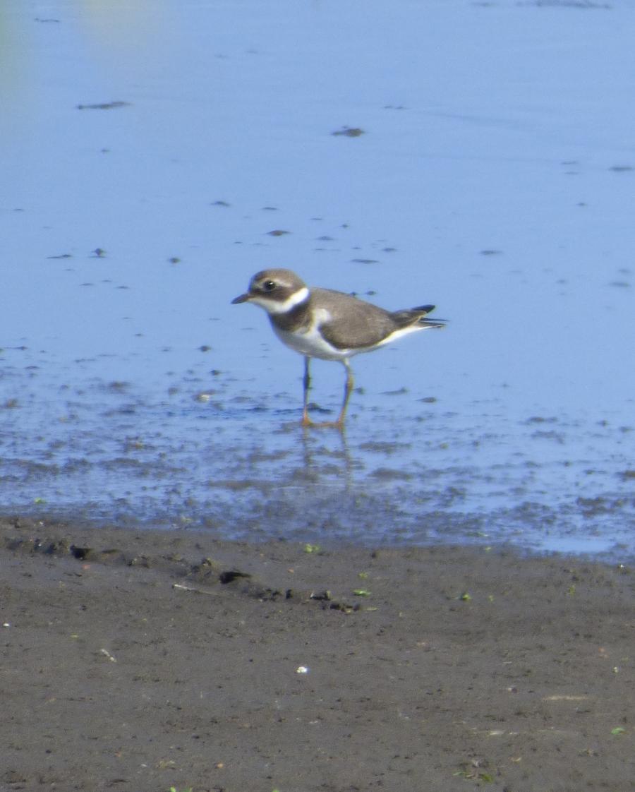 Новини Тернополя - фото з Рідкісного птаха помітили в околицях заповідника на Тернопільщині