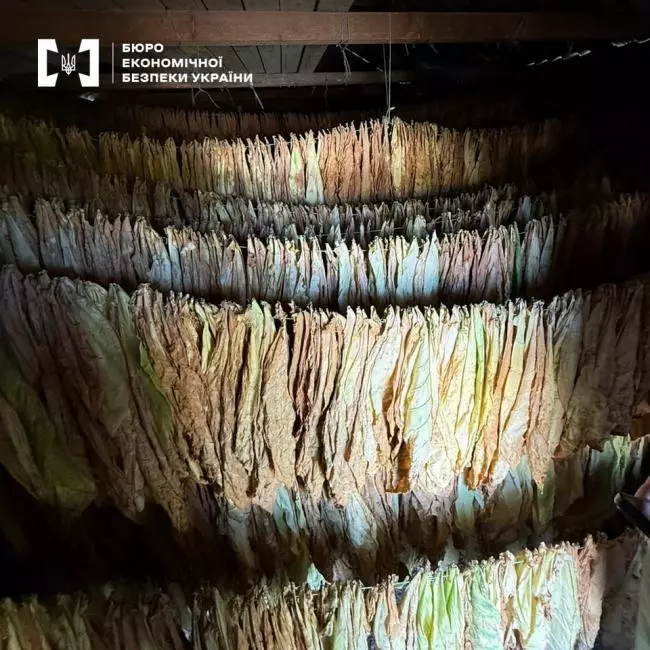 Новини Вінниці - фото з Гучні викриття та ледь помітні суддівські рішення: як працює тіньовий ринок тютюну на Вінниччині