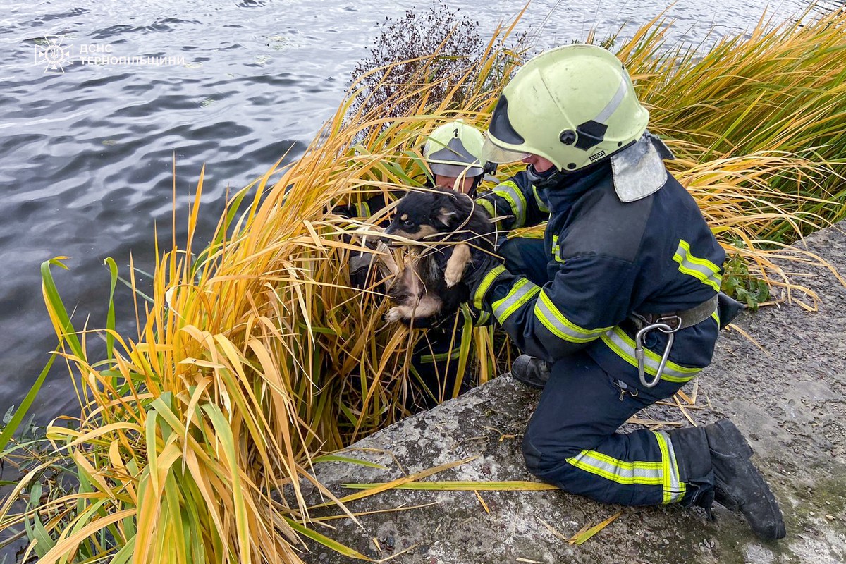 Новини Тернополя - фото з Собака кликав на допомогу: у Тернополі рятувальники собаку, який не міг вибратись зі ставу