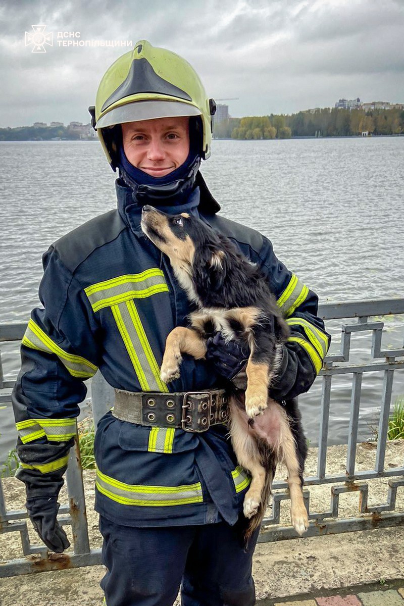 Новини Тернополя - фото з Собака кликав на допомогу: у Тернополі рятувальники собаку, який не міг вибратись зі ставу