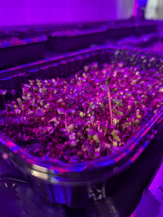 Новини Вінниці - фото з Уроки, що приносять урожай: у Вінниці школярі створили мінігород у класі