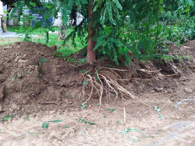 Новини Вінниці - фото з «Ми у відчаї, бо порушують закон просто під вікнами» — на Стельмаха знищують зелену зону заради парковки