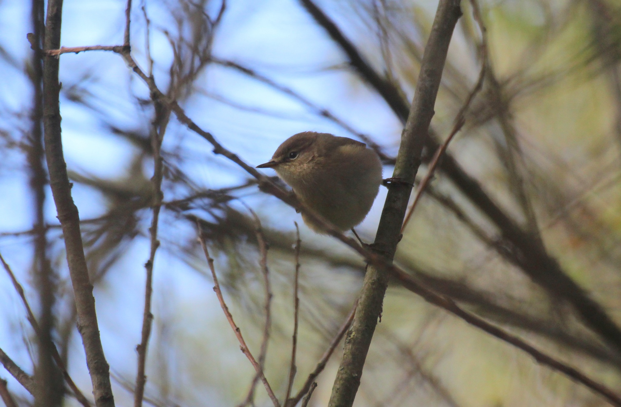 Новини Тернополя - фото з Неймовірна осінь на схилах Дністра: дивіться фото