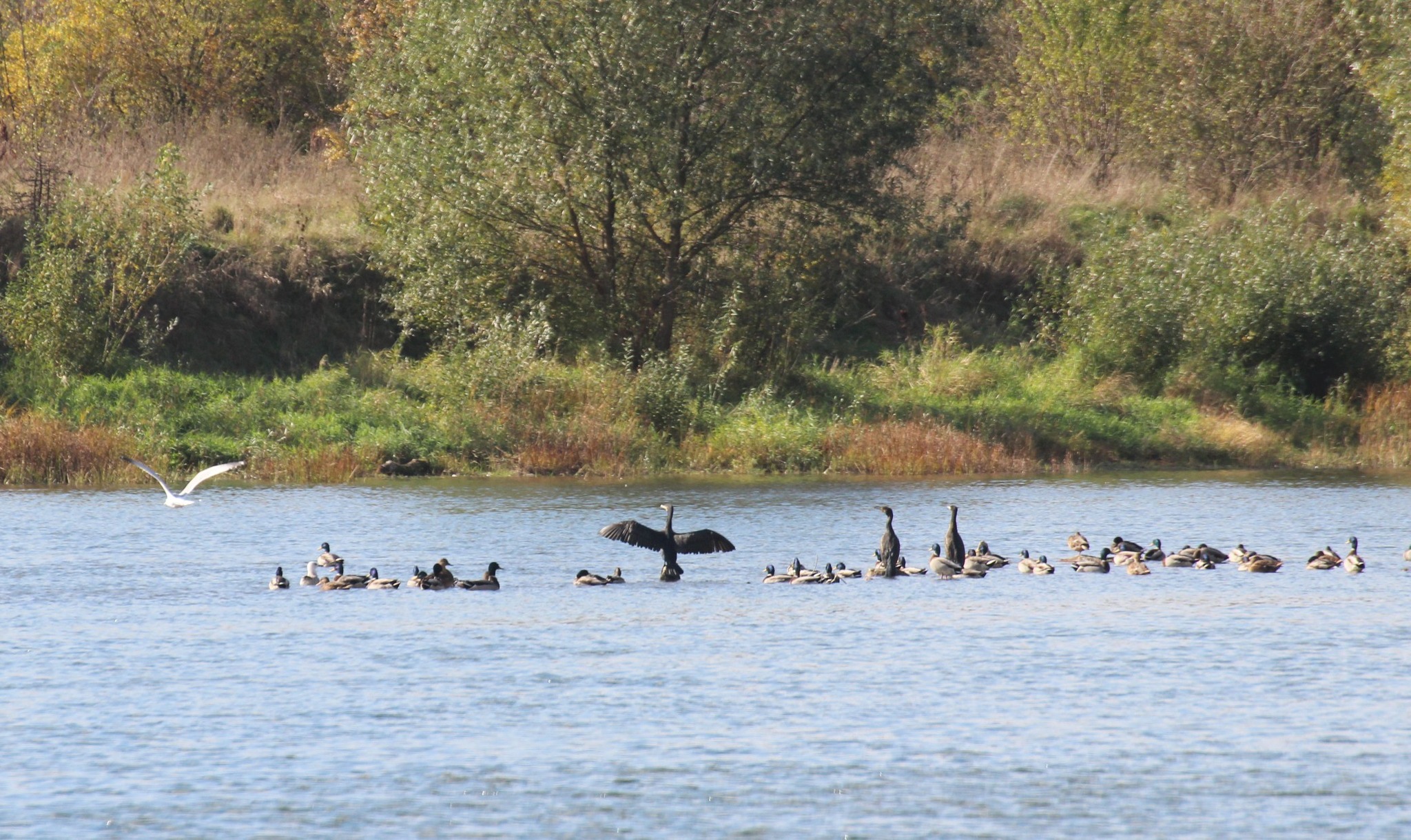 Новини Тернополя - фото з Неймовірна осінь на схилах Дністра: дивіться фото