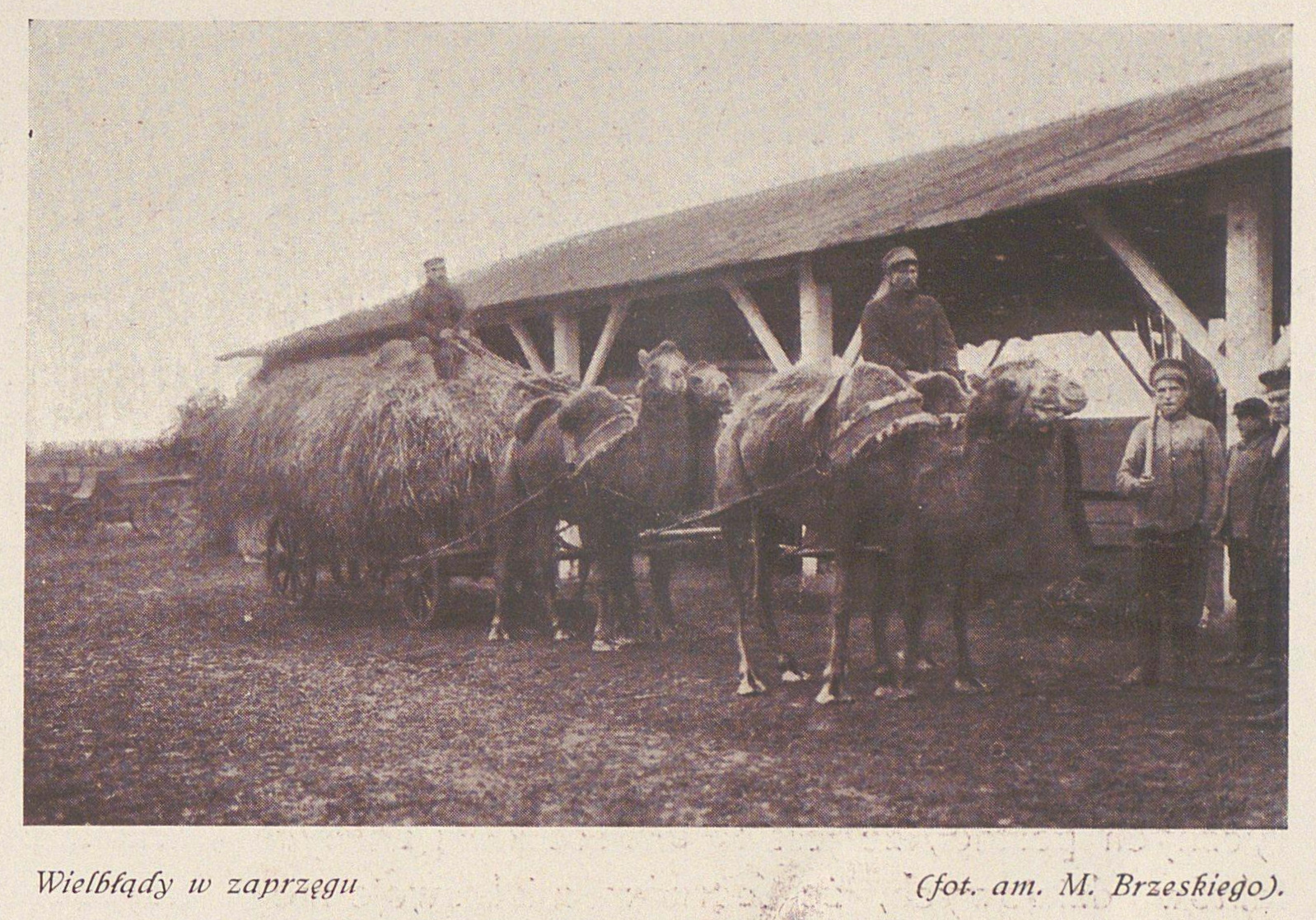 Новини Вінниці - фото з Верблюди під Козятином: розповідаємо неймовірну історію маєтку «Софіївка», що вражав Європу