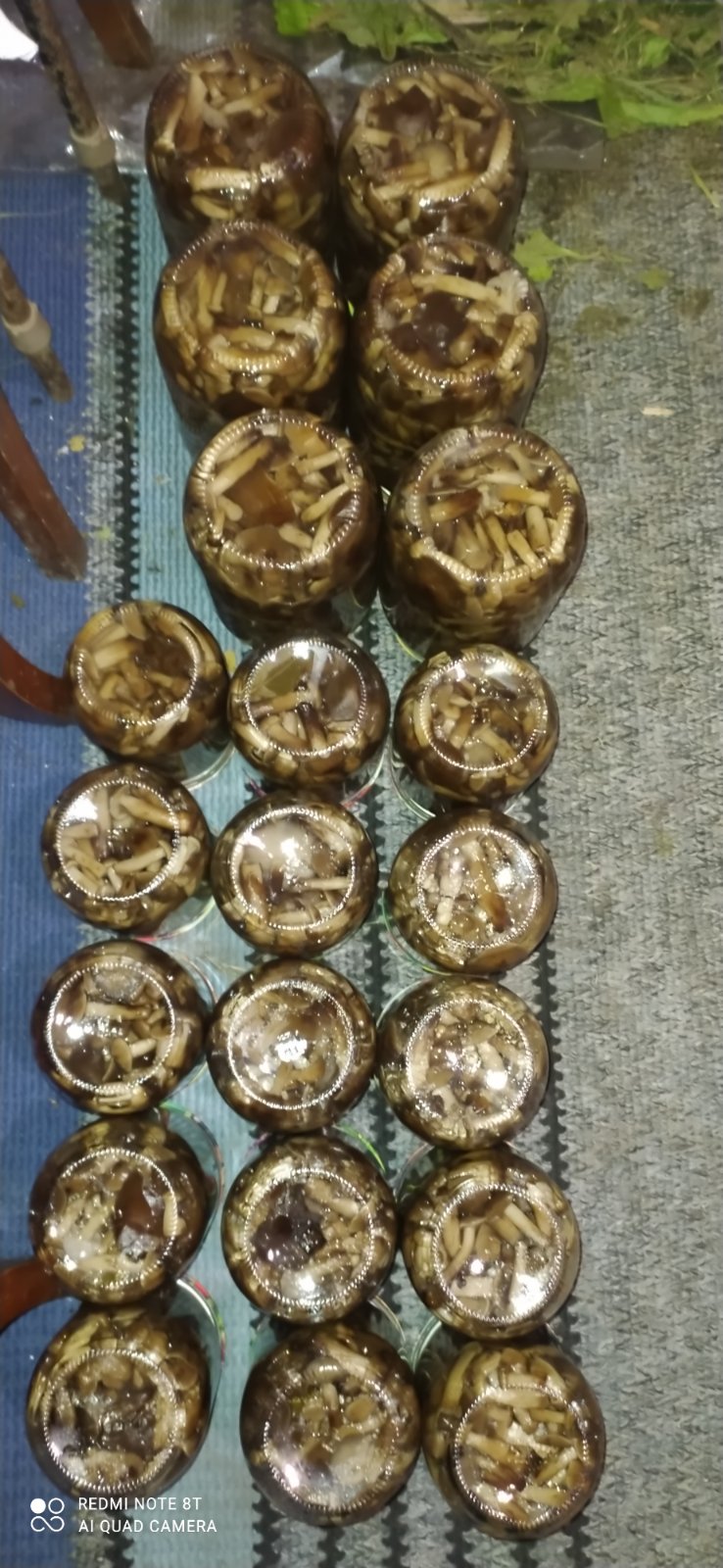 Новини Козятина - фото з В лісі, зустріли вовків, фазанів, попеклися в кропиві тільки радості було більше.