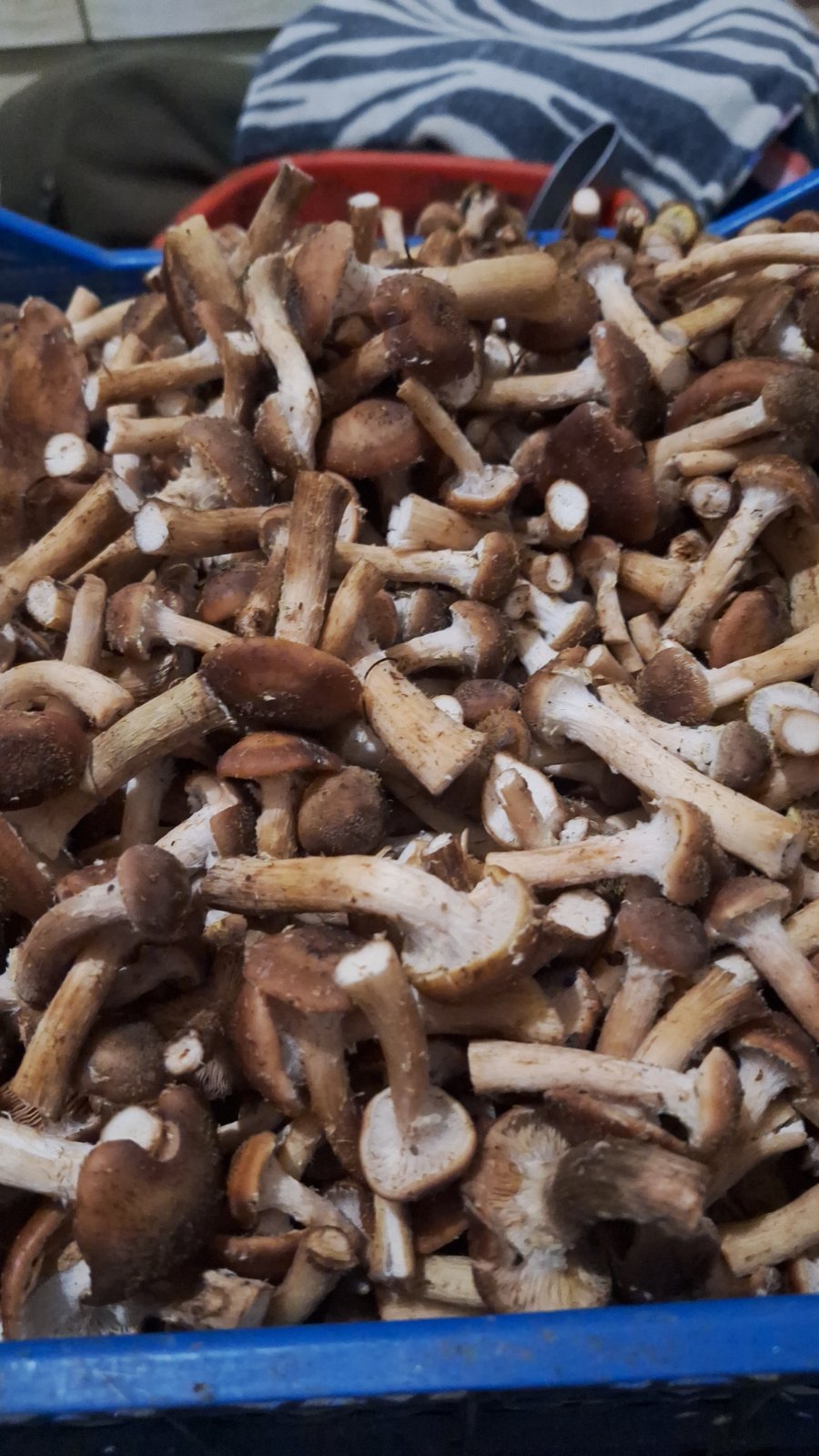 Новини Козятина - фото з В лісі, зустріли вовків, фазанів, попеклися в кропиві тільки радості було більше.