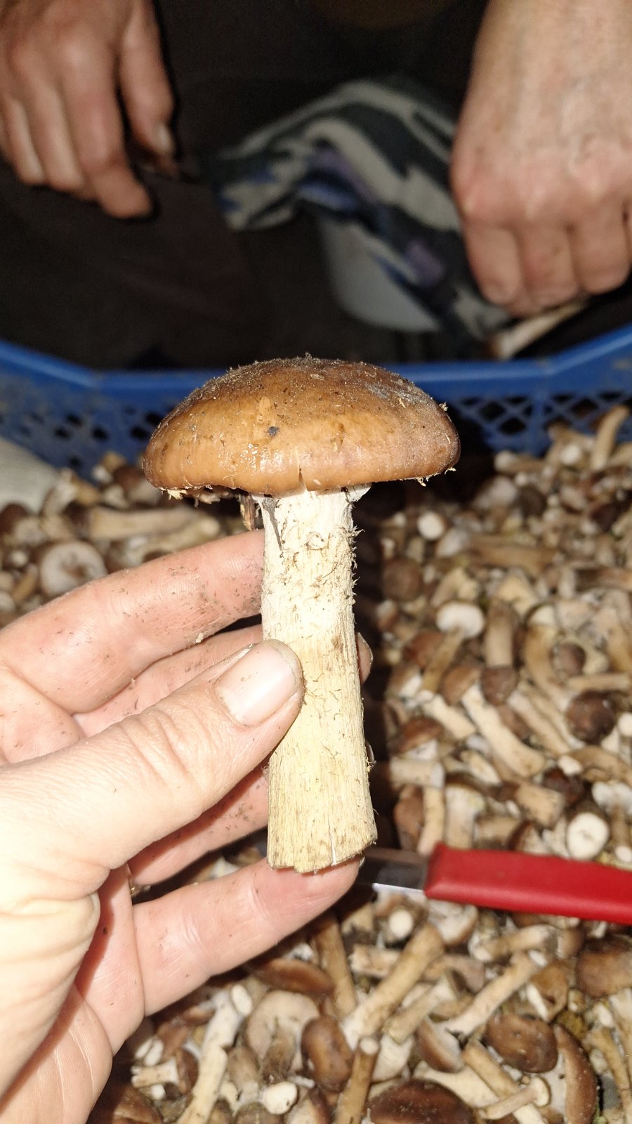 Новини Козятина - фото з В лісі, зустріли вовків, фазанів, попеклися в кропиві тільки радості було більше.