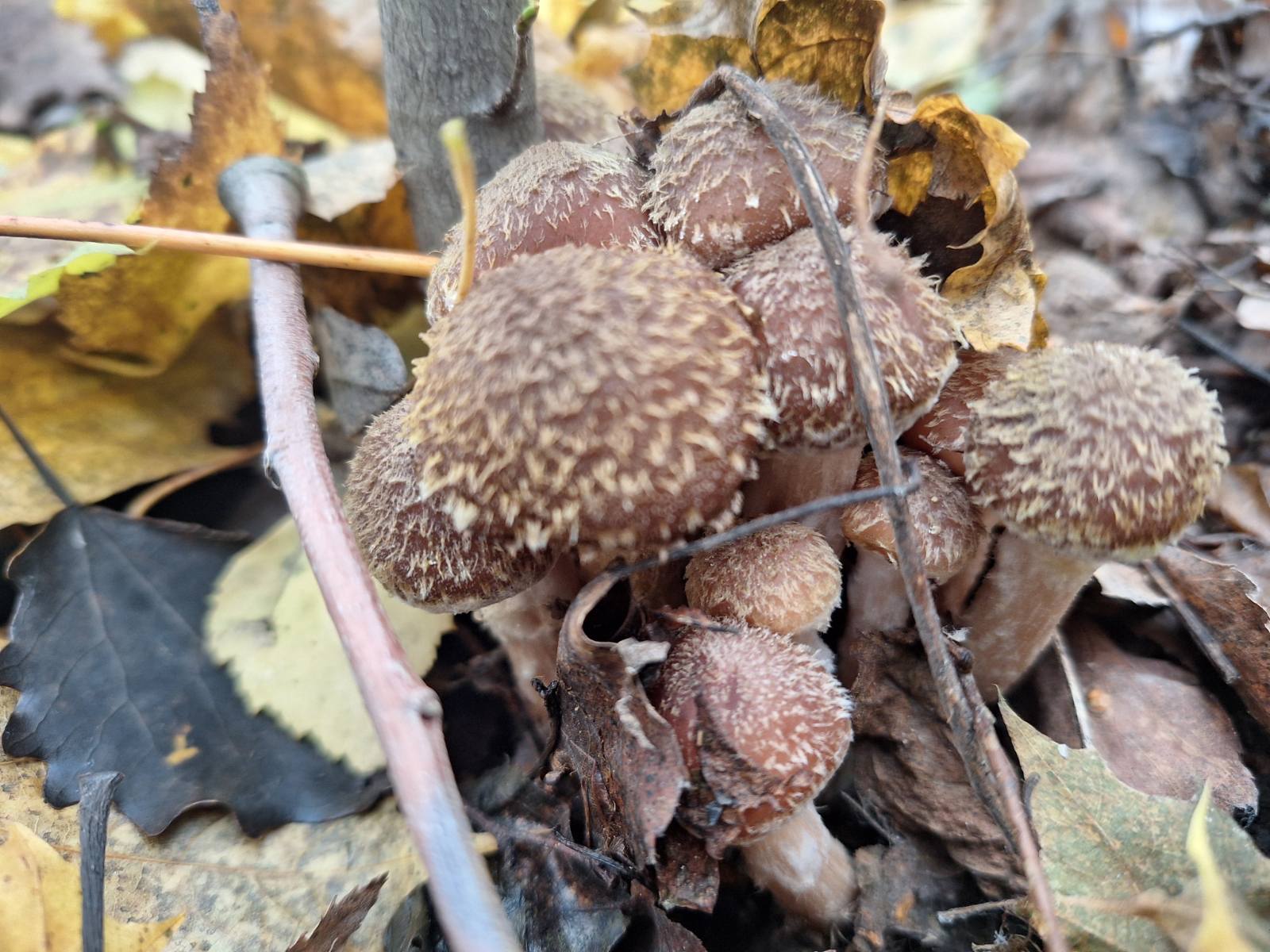 Новини Козятина - фото з В лісі, зустріли вовків, фазанів, попеклися в кропиві тільки радості було більше.