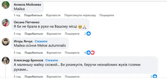 Новини Вінниці - фото з Отруйний гість осені: в Україні помітили жука, чия отрута спричиняє опіки та інтоксикацію