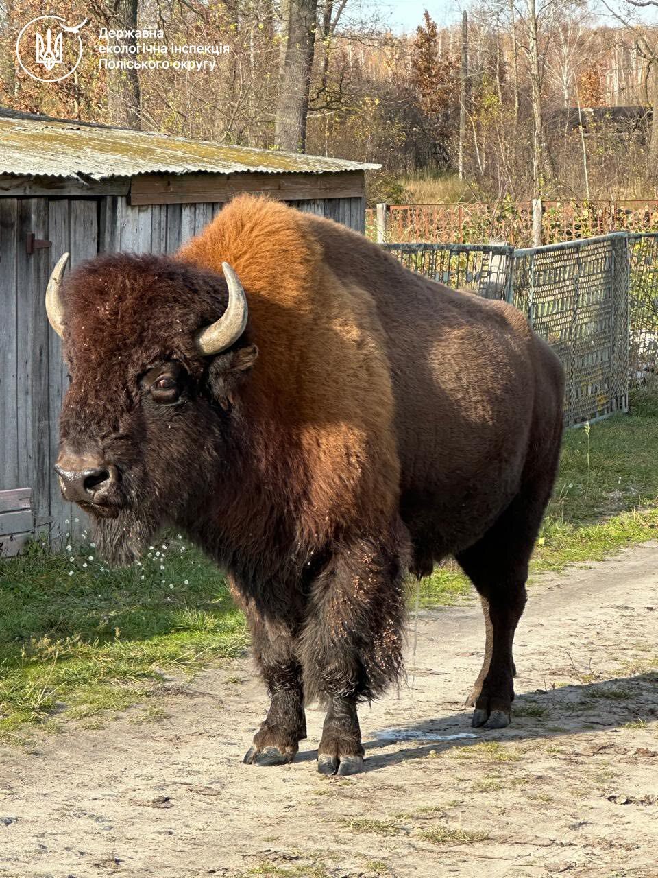 Новини Житомира - фото з Зубри, яких мешканці Романівської громади спостерігали впродовж останніх двох днів, перебувають у безпеці!