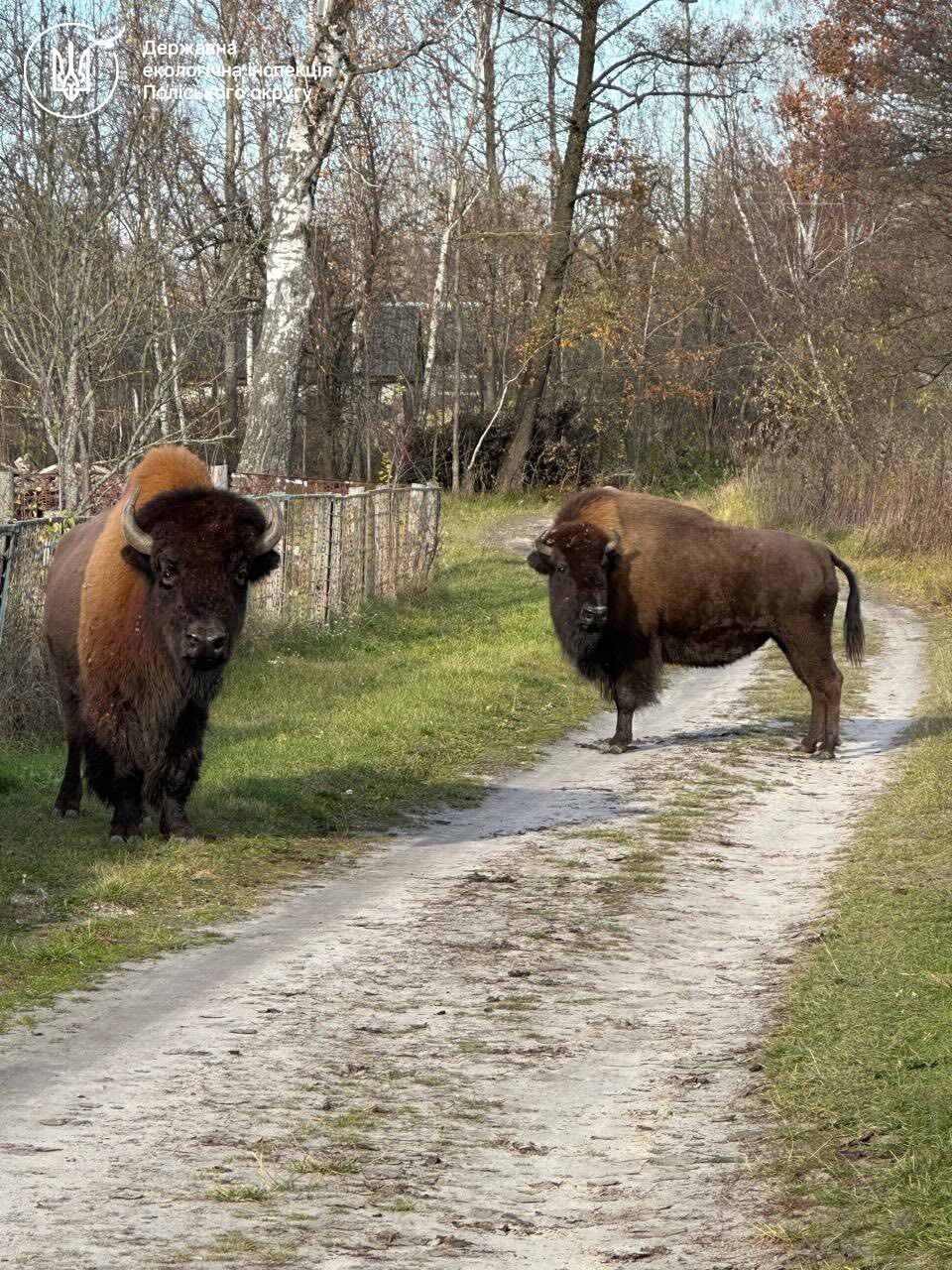 Новини Житомира - фото з Зубри, яких мешканці Романівської громади спостерігали впродовж останніх двох днів, перебувають у безпеці!