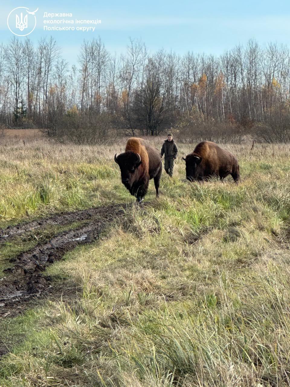 Новини Житомира - фото з Зубри, яких мешканці Романівської громади спостерігали впродовж останніх двох днів, перебувають у безпеці!