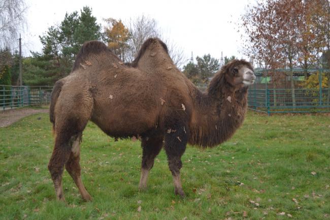 Новини Вінниці - фото з Подільський зоопарк вбрався в осінні барви і запрошує гостей